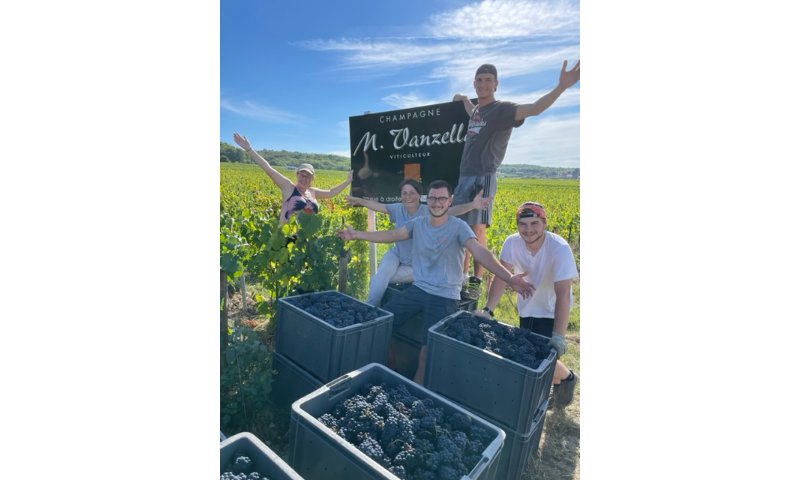 Vendanges 2022 : MAGNIFIQUE ...